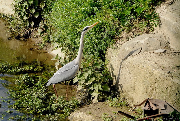 Airone curioso - Ardea cinerea